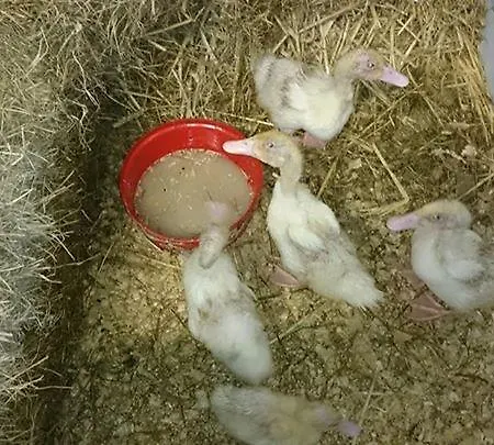 Holiday home Creevy Cottages Ballyshannon