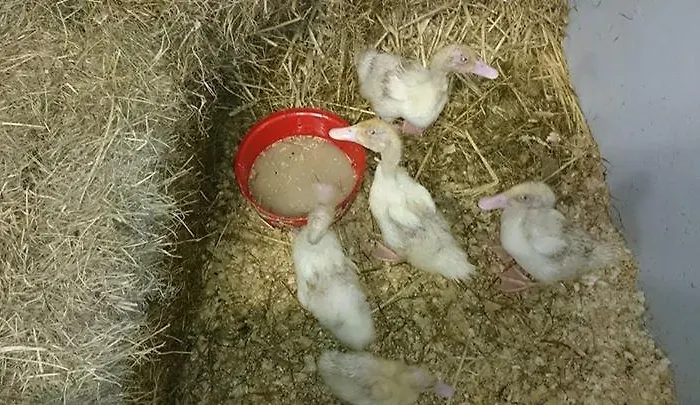 Nyaraló Creevy Cottages Ballyshannon