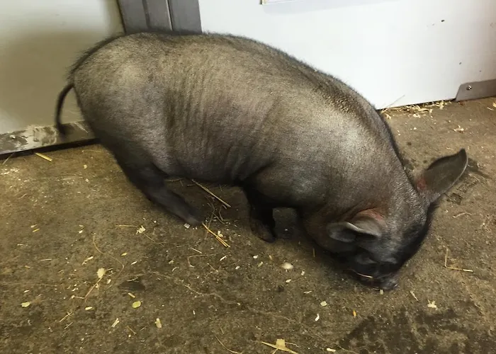 Creevy Cottages Nyaraló